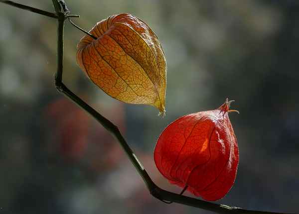 Laterne - oder Lampion - Blume...