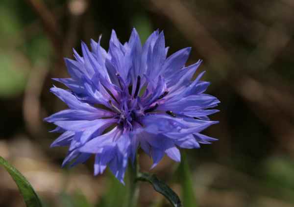 Kornblume blau