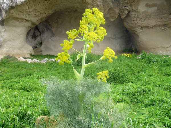 Riesenfenchel