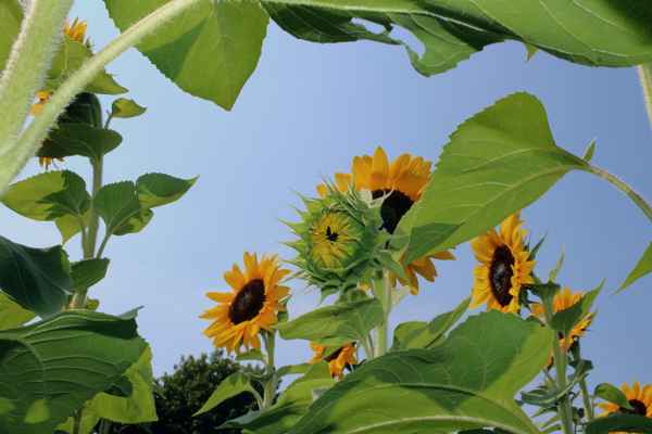 Die Stars des Sommers