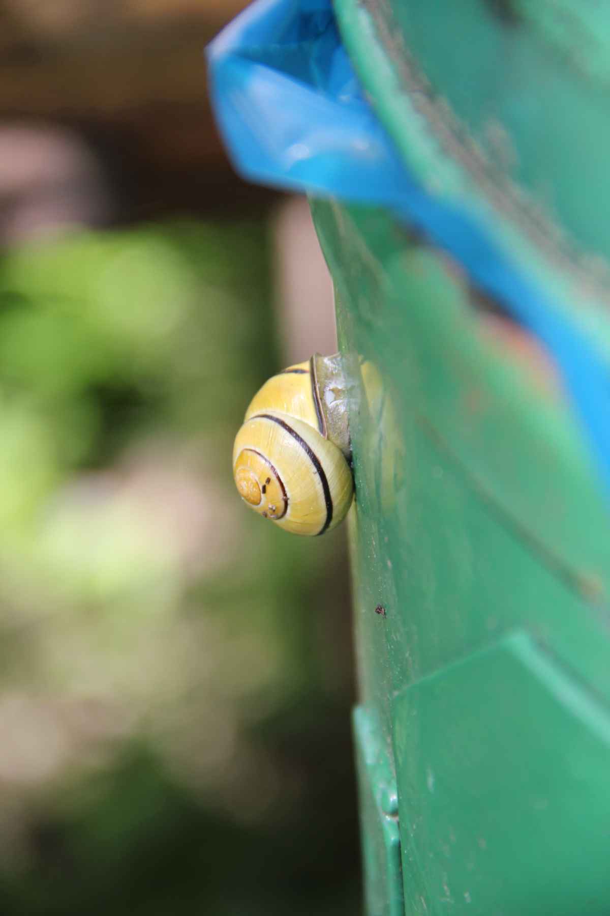 kleine gelbe Schnecke