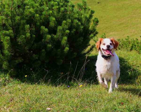 Spike, der Gipfelstürmer 02