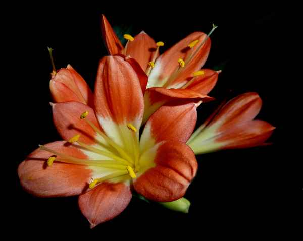 Clivia miniata