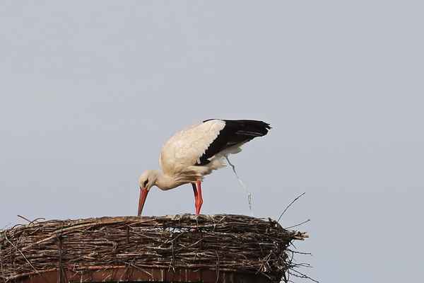 wo bleibt das dixi klo ?