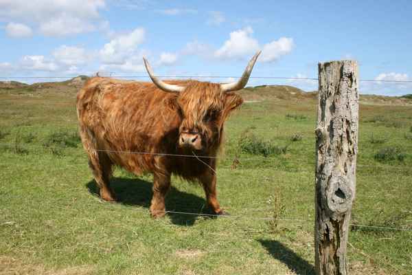 Highland_Rinder_Langeoog2