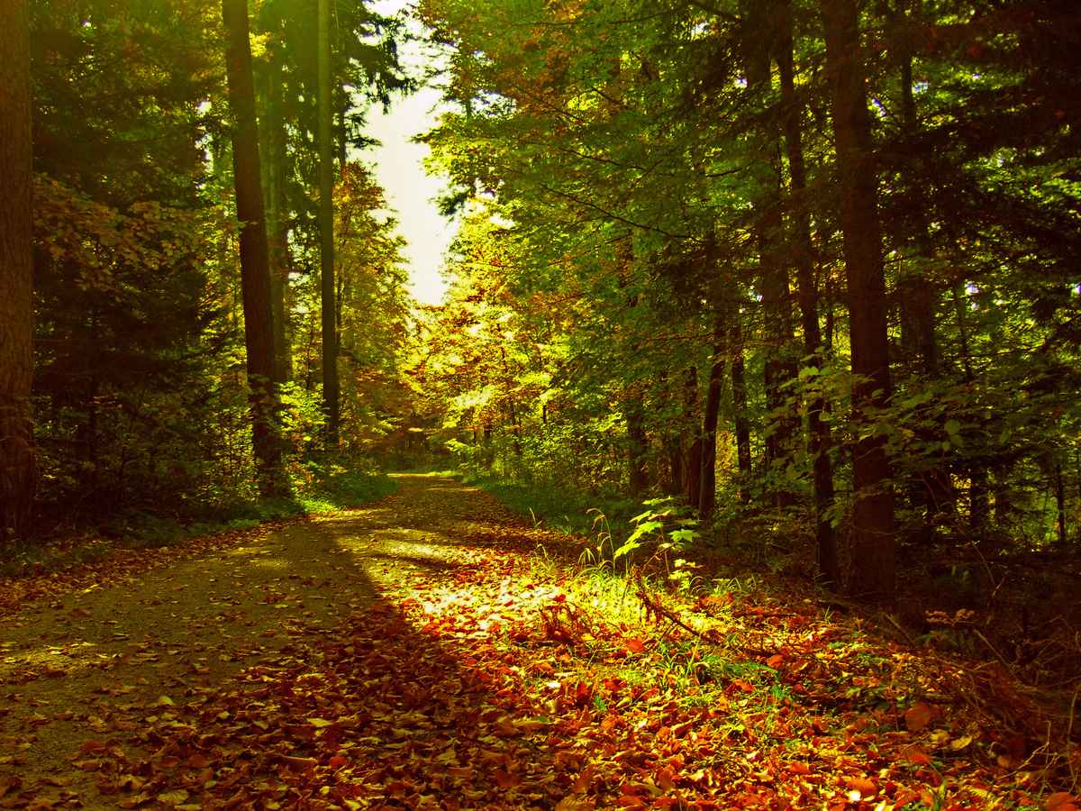 herbstlicher Waldweg