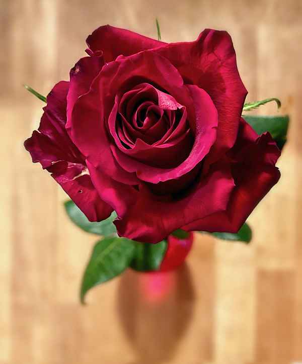 Rose von oben