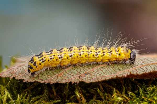 Mondvogelraupe_5