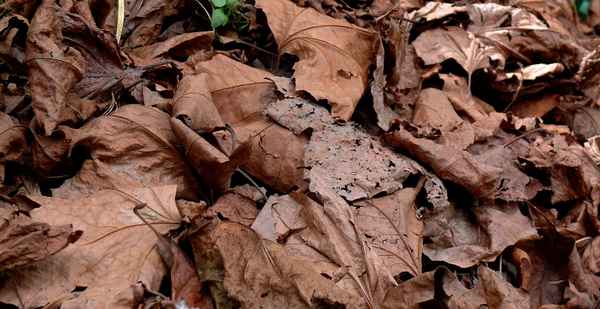 autumn - fall -herbst