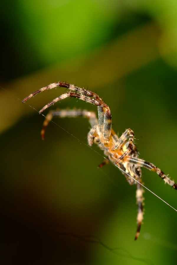 Spinnebeine