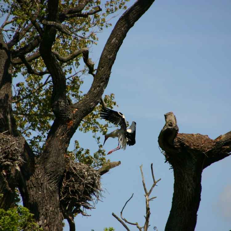 Storch im Landeanflug