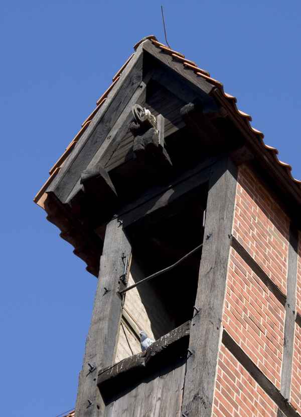 Der Taube gefällt es dort oben.