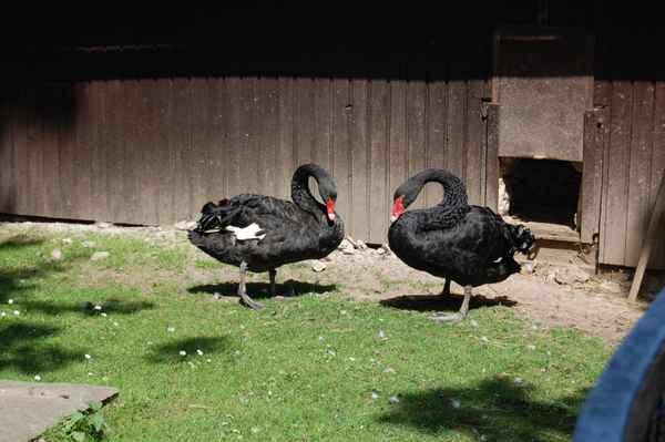 Schwarzes Schwanenpaar 1