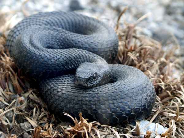 Aspisviper ist aus dem Winterschlaf erwacht