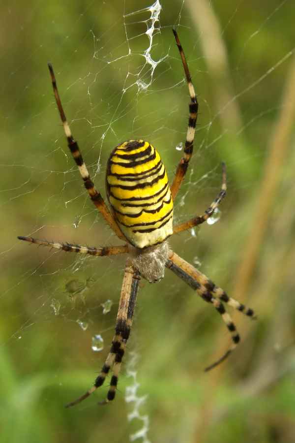 die schönste spinne unserer heimat....wespenspinne