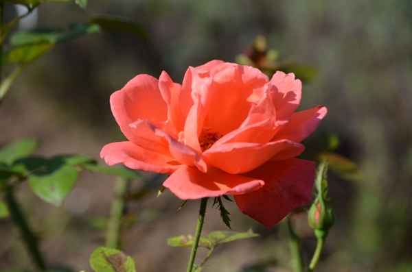 Rosenblüte