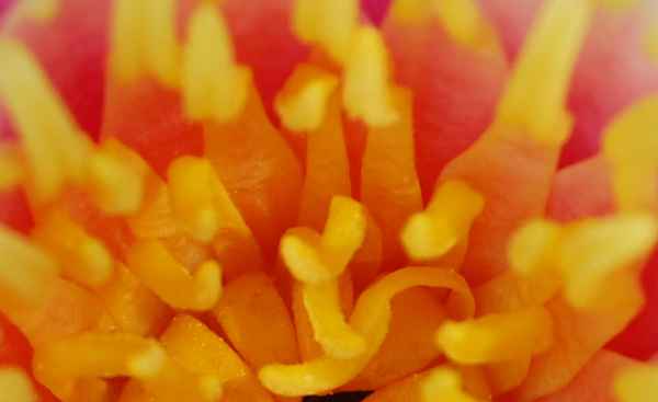 Was kriecht denn da? Seerose - gelöst von Mo