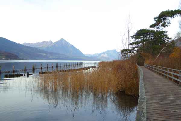 Schutzgebiet Weissenau (Thunersee)