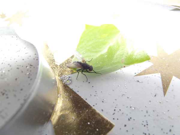 Küchenfliege Chéry