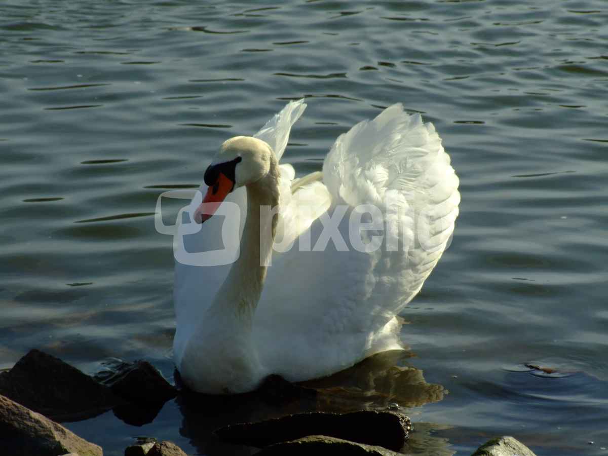 Schwan auf dem Main in Miltenberg