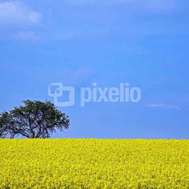 Rapsfeld