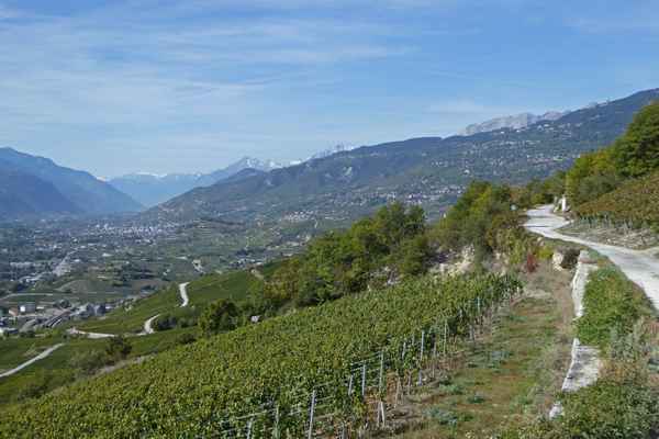 Weinweg durchs Rebgelände
