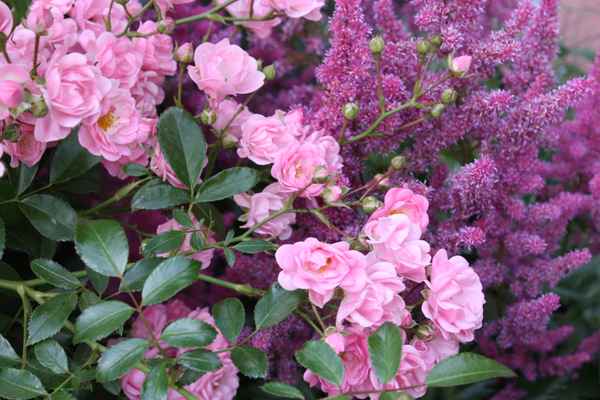 Think Pink