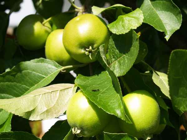 Äpfel grün sauer aber irgendwann reif