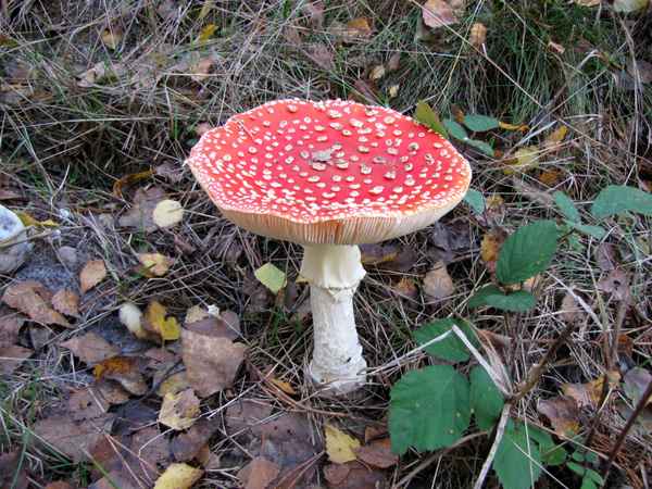 Ein Prachtexemplar - Fliegenpilz