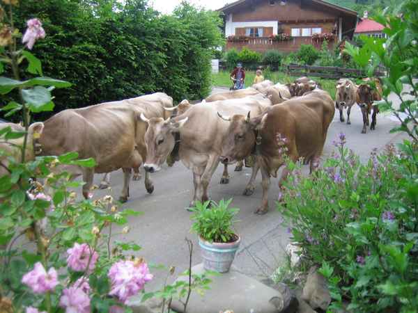 Bad Hindelanger Kühe ...