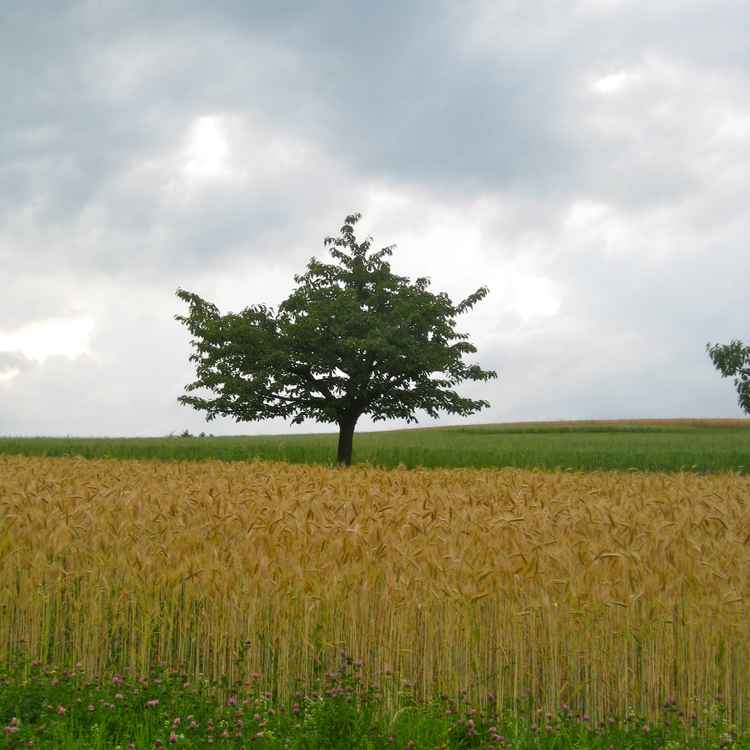 Abendstimmung im Sommer