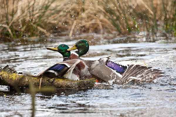 Flotter Dreier eine Ente und zwei Erpel