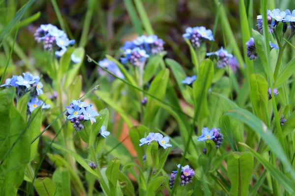 BLUMENWIESE III