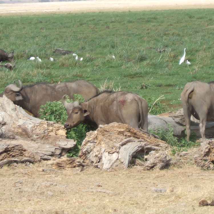 Wasserbüffel im Amboseli-Nationalpark