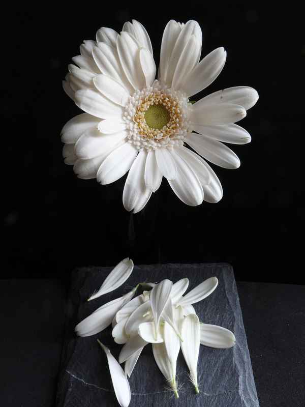 Er/Sie liebt mich - liebt mich nicht - liebt .....  ----