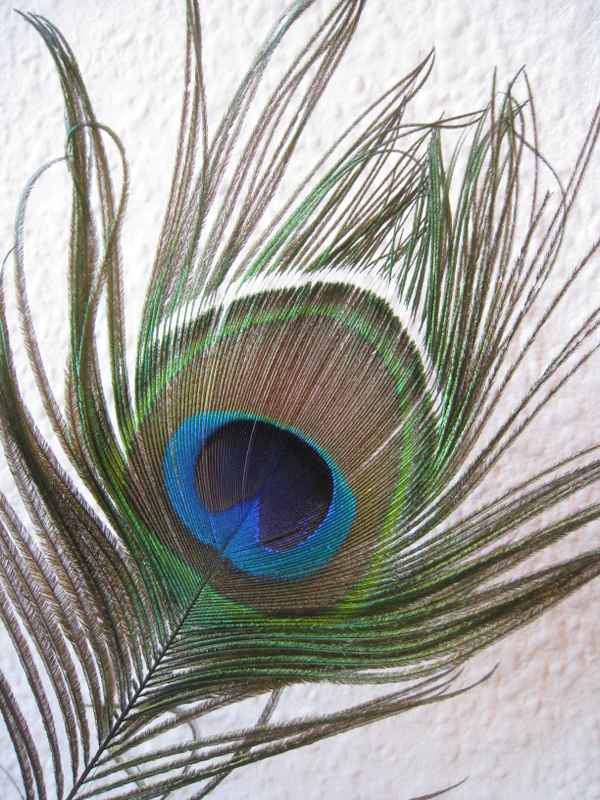 Pfaufeder mit blau irisierenden Auge