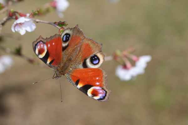 Schmetterling auf Blüte!