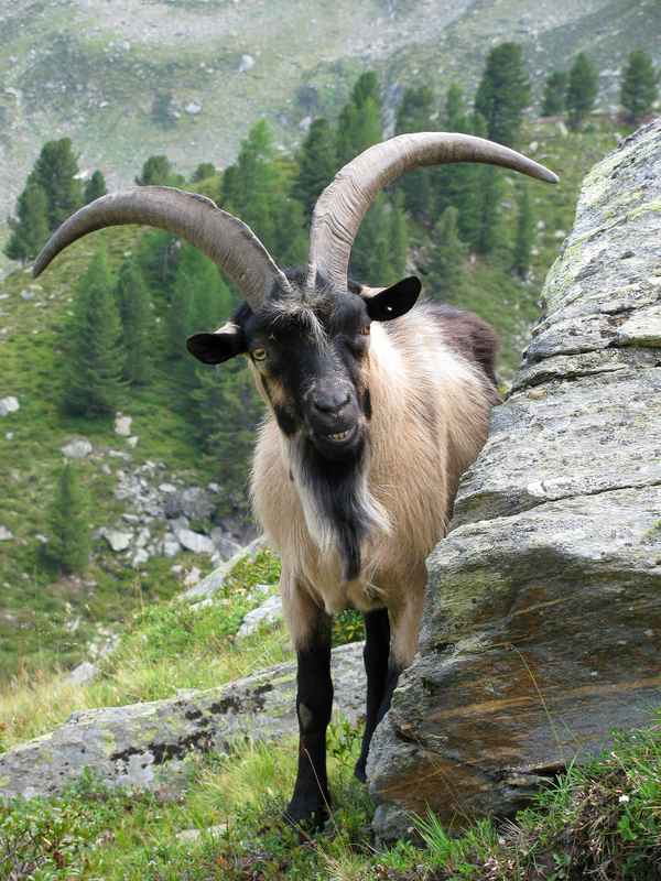Ziegenbock