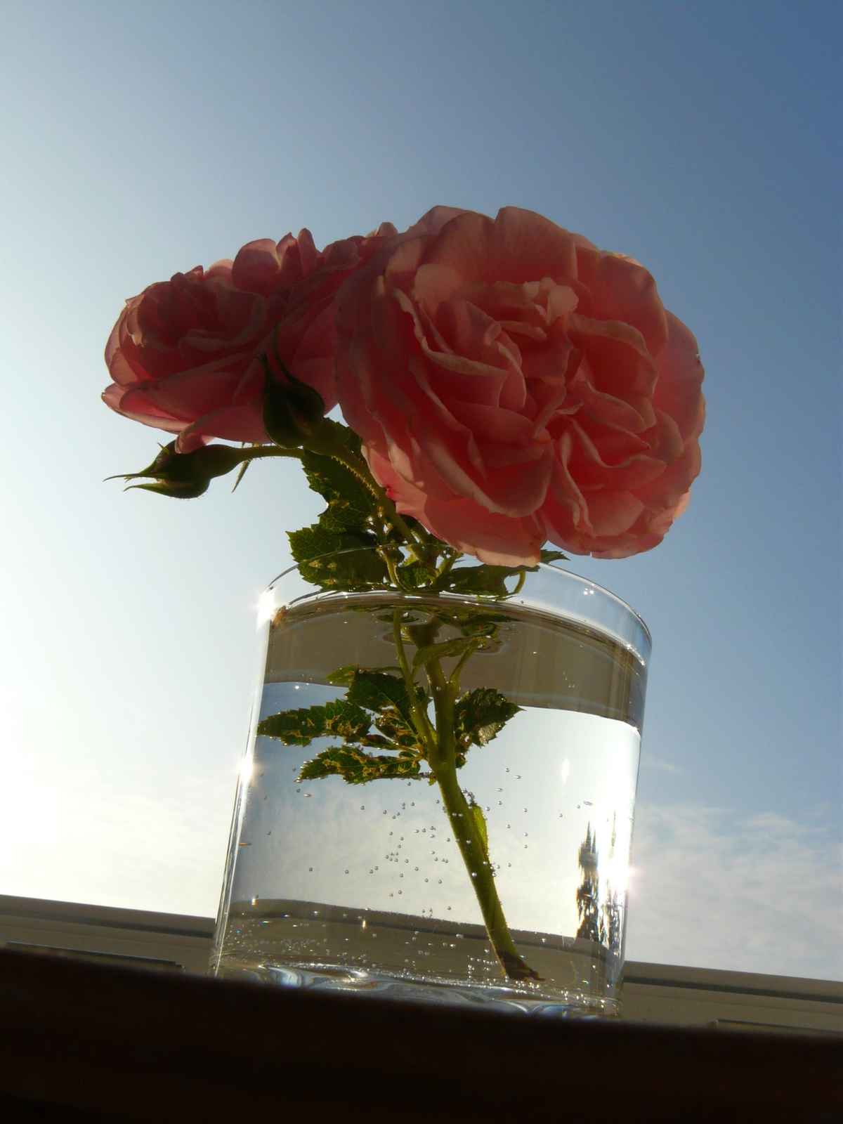 Rose im Glas