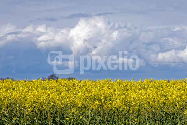 Regenwolken über dem Rapsfeld