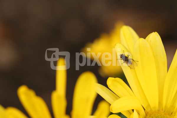 Insekt auf gelber Blume