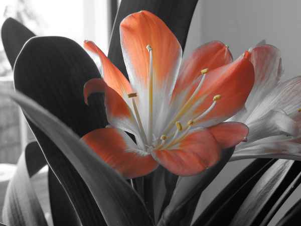 Clivie_02