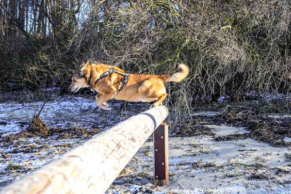Hund beim Freizeitsport