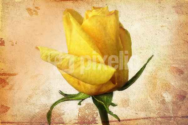 "alte" Rose....