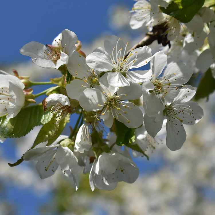 Kirschblütenkranz groß