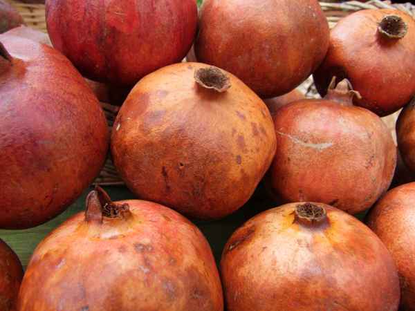 Granatäpfel - Punica granatum