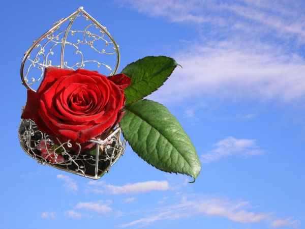LOVE IS IN THE AIR