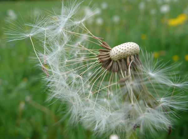 Pusteblume