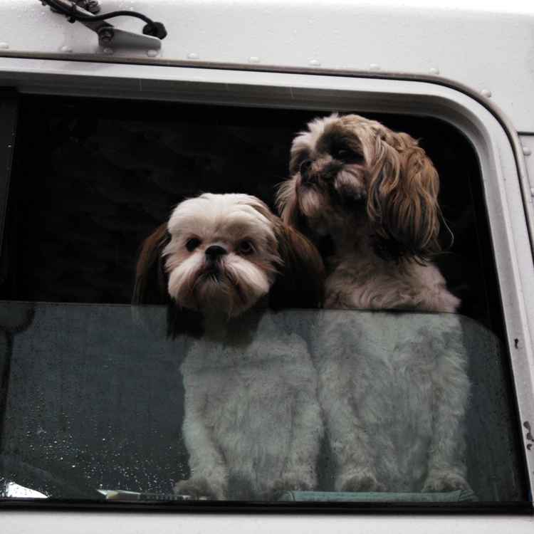 Regenhunde1