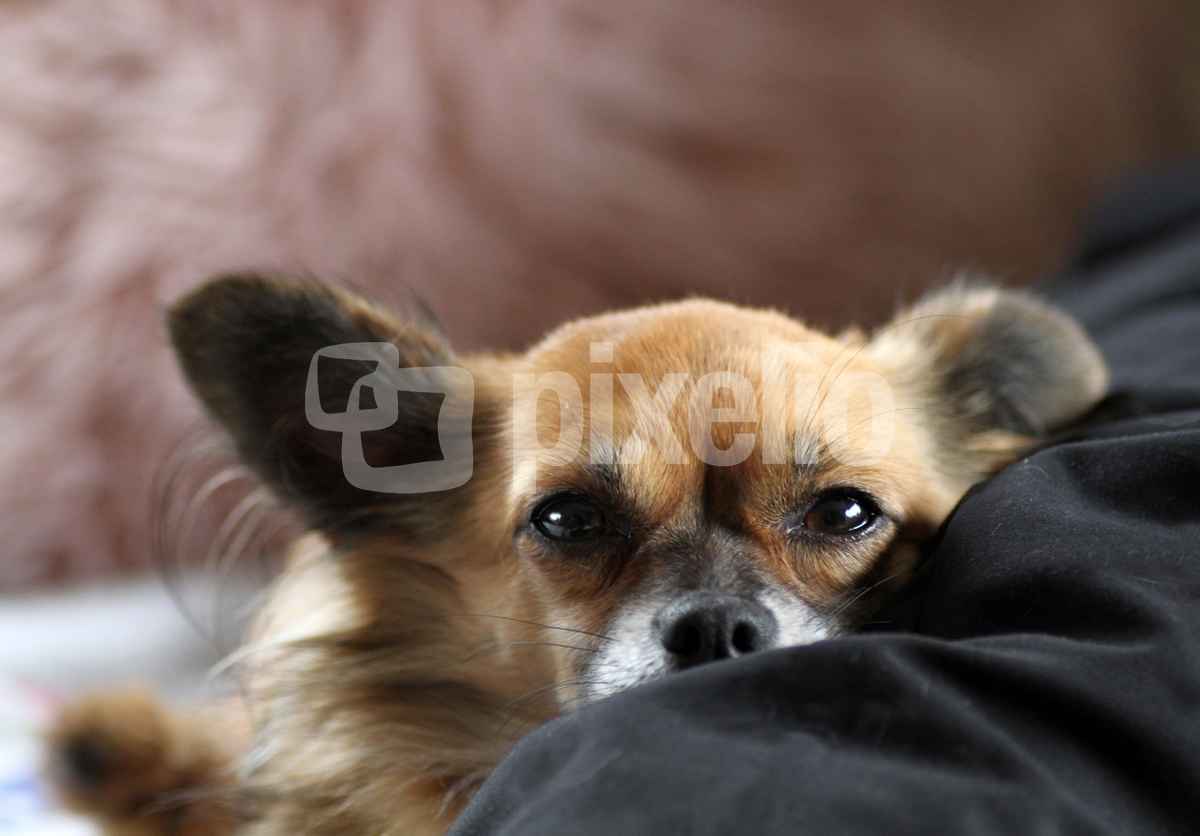 Kleiner Schatz